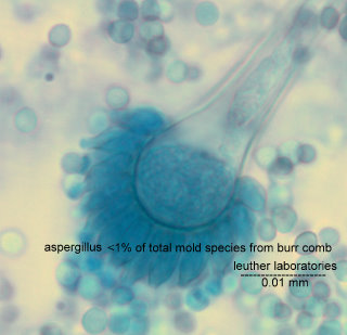 photomicroscopy image