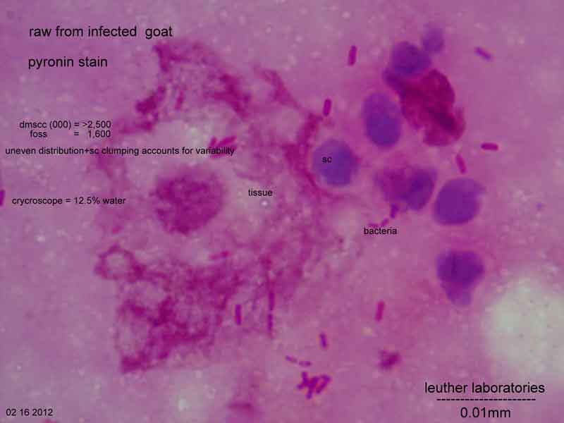 bacteria testing slide by Leuther Laboratory, Microbiological Analysis laboratory near La Crosse, WI